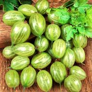 Саженец Крыжовник Изумрудный в контейнере